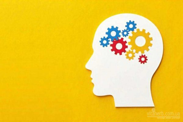 які добавки пити для покращення пам'яті